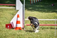 029 HAPPIE -17062017-ATE 5154AGILITY 2 : 17 JUIN 2017, 2017, AGILITY 2, AGILITY L'ISLE ADAM 2017, CAT.A, D08, HAPPIE