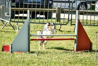 001 HOBY -17062017-ATE 3938Epreuve ouverte : 17 JUIN 2017, 2017, AGILITY L'ISLE ADAM 2017, CAT.B, D23, EPREUVE OUVERTE, HOBI