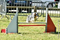 002 HOBY -17062017-ATE 3939Epreuve ouverte : 17 JUIN 2017, 2017, AGILITY L'ISLE ADAM 2017, CAT.B, D23, EPREUVE OUVERTE, HOBI