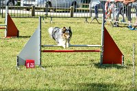 003 HOBY -17062017-ATE 3940Epreuve ouverte : 17 JUIN 2017, 2017, AGILITY L'ISLE ADAM 2017, CAT.B, D23, EPREUVE OUVERTE, HOBI