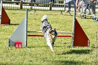 004 HOBY -17062017-ATE 3941Epreuve ouverte : 17 JUIN 2017, 2017, AGILITY L'ISLE ADAM 2017, CAT.B, D23, EPREUVE OUVERTE, HOBI