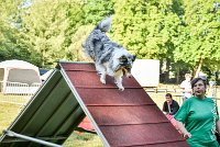 005 HOBY -17062017-ATE 3942Epreuve ouverte : 17 JUIN 2017, 2017, AGILITY L'ISLE ADAM 2017, CAT.B, D23, EPREUVE OUVERTE, HOBI