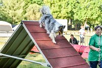 006 HOBY -17062017-ATE 3943Epreuve ouverte : 17 JUIN 2017, 2017, AGILITY L'ISLE ADAM 2017, CAT.B, D23, EPREUVE OUVERTE, HOBI