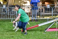 010 HOBY -17062017-ATE 3951Epreuve ouverte : 17 JUIN 2017, 2017, AGILITY L'ISLE ADAM 2017, CAT.B, D23, EPREUVE OUVERTE, HOBI