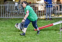 011 HOBY -17062017-ATE 3952Epreuve ouverte : 17 JUIN 2017, 2017, AGILITY L'ISLE ADAM 2017, CAT.B, D23, EPREUVE OUVERTE, HOBI