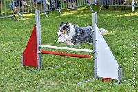 012 HOBY -17062017-ATE 3953Epreuve ouverte : 17 JUIN 2017, 2017, AGILITY L'ISLE ADAM 2017, CAT.B, D23, EPREUVE OUVERTE, HOBI