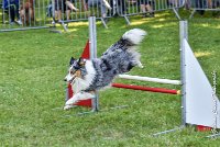 013 HOBY -17062017-ATE 3954Epreuve ouverte : 17 JUIN 2017, 2017, AGILITY L'ISLE ADAM 2017, CAT.B, D23, EPREUVE OUVERTE, HOBI