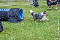 014 HOBY -17062017-ATE 3955Epreuve ouverte : 17 JUIN 2017, 2017, AGILITY L'ISLE ADAM 2017, CAT.B, D23, EPREUVE OUVERTE, HOBI