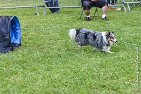 015 HOBY -17062017-ATE 3956Epreuve ouverte : 17 JUIN 2017, 2017, AGILITY L'ISLE ADAM 2017, CAT.B, D23, EPREUVE OUVERTE, HOBI