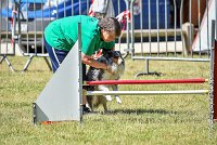 019 HOBY -17062017-ATE 5060AGILITY 2 : 17 JUIN 2017, 2017, AGILITY 2, AGILITY L'ISLE ADAM 2017, CAT.B, D23, HOBI