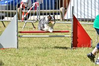 020 HOBY -17062017-ATE 5061AGILITY 2 : 17 JUIN 2017, 2017, AGILITY 2, AGILITY L'ISLE ADAM 2017, CAT.B, D23, HOBI