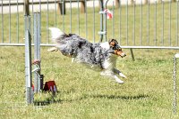 021 HOBY -17062017-ATE 5063AGILITY 2 : 17 JUIN 2017, 2017, AGILITY 2, AGILITY L'ISLE ADAM 2017, CAT.B, D23, HOBI