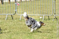 022 HOBY -17062017-ATE 5064AGILITY 2 : 17 JUIN 2017, 2017, AGILITY 2, AGILITY L'ISLE ADAM 2017, CAT.B, D23, HOBI