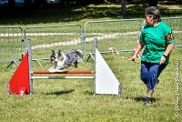 031 HOBY -17062017-ATE 5073AGILITY 2 : 17 JUIN 2017, 2017, AGILITY 2, AGILITY L'ISLE ADAM 2017, CAT.B, D23, HOBI