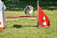 034 HOBY -17062017-ATE 5076AGILITY 2 : 17 JUIN 2017, 2017, AGILITY 2, AGILITY L'ISLE ADAM 2017, CAT.B, D23, HOBI