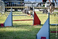 001 ISKA -17062017-ATE 3249Epreuve ouverte : 17 JUIN 2017, 2017, AGILITY L'ISLE ADAM 2017, CAT.C, D43, EPREUVE OUVERTE, ISKA L'EUSKALDUNA