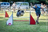 002 ISKA -17062017-ATE 3250Epreuve ouverte -Modifier : 17 JUIN 2017, 2017, AGILITY L'ISLE ADAM 2017, CAT.C, D43, EPREUVE OUVERTE, ISKA L'EUSKALDUNA