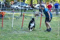 009 ISKA -17062017-ATE 3262Epreuve ouverte : 17 JUIN 2017, 2017, AGILITY L'ISLE ADAM 2017, CAT.C, D43, EPREUVE OUVERTE, ISKA L'EUSKALDUNA