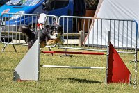 013 ISKA -17062017-ATE 4919AGILITY 2 : 17 JUIN 2017, 2017, AGILITY 2, AGILITY L'ISLE ADAM 2017, CAT.C, D43, ISKA L'EUSKALDUNA