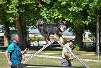 015 ISKA -17062017-ATE 4921AGILITY 2 : 17 JUIN 2017, 2017, AGILITY 2, AGILITY L'ISLE ADAM 2017, CAT.C, D43, ISKA L'EUSKALDUNA