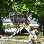 016 ISKA -17062017-ATE 4921AGILITY 2 : 17 JUIN 2017, 1x1, 2017, AGILITY 2, AGILITY L'ISLE ADAM 2017, CAT.C, D43, ISKA L'EUSKALDUNA