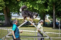 017 ISKA -17062017-ATE 4922AGILITY 2 : 17 JUIN 2017, 2017, AGILITY 2, AGILITY L'ISLE ADAM 2017, CAT.C, D43, ISKA L'EUSKALDUNA