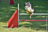 024 ISKA -17062017-ATE 4930AGILITY 2 : 17 JUIN 2017, 2017, AGILITY 2, AGILITY L'ISLE ADAM 2017, CAT.C, D43, ISKA L'EUSKALDUNA