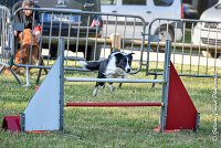 001 LE JOCKER -17062017-ATE 2910Epreuve ouverte : 17 JUIN 2017, 2017, AGILITY L'ISLE ADAM 2017, CAT.C, D31, EPREUVE OUVERTE, LE JOCKER