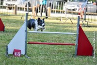 002 LE JOCKER -17062017-ATE 2911Epreuve ouverte : 17 JUIN 2017, 2017, AGILITY L'ISLE ADAM 2017, CAT.C, D31, EPREUVE OUVERTE, LE JOCKER