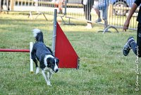 003 LE JOCKER -17062017-ATE 2912Epreuve ouverte : 17 JUIN 2017, 2017, AGILITY L'ISLE ADAM 2017, CAT.C, D31, EPREUVE OUVERTE, LE JOCKER