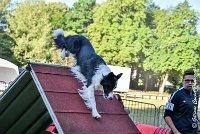 004 LE JOCKER -17062017-ATE 2913Epreuve ouverte : 17 JUIN 2017, 2017, AGILITY L'ISLE ADAM 2017, CAT.C, D31, EPREUVE OUVERTE, LE JOCKER