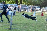 005 LE JOCKER -17062017-ATE 2915Epreuve ouverte : 17 JUIN 2017, 2017, AGILITY L'ISLE ADAM 2017, CAT.C, D31, EPREUVE OUVERTE, LE JOCKER