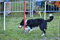 007 LE JOCKER -17062017-ATE 2920Epreuve ouverte : 17 JUIN 2017, 2017, AGILITY L'ISLE ADAM 2017, CAT.C, D31, EPREUVE OUVERTE, LE JOCKER