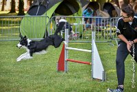 009 LE JOCKER -17062017-ATE 2922Epreuve ouverte : 17 JUIN 2017, 2017, AGILITY L'ISLE ADAM 2017, CAT.C, D31, EPREUVE OUVERTE, LE JOCKER