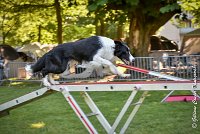 011 LE JOCKER -17062017-ATE 2925Epreuve ouverte : 17 JUIN 2017, 2017, AGILITY L'ISLE ADAM 2017, CAT.C, D31, EPREUVE OUVERTE, LE JOCKER