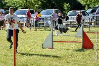 013 LE JOCKER -17062017-ATE 4361AGILITY 1 : 17 JUIN 2017, 2017, AGILITY 1, AGILITY L'ISLE ADAM 2017, D31, LE JOCKER