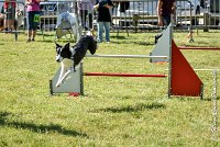 014 LE JOCKER -17062017-ATE 4362AGILITY 1 : 17 JUIN 2017, 2017, AGILITY 1, AGILITY L'ISLE ADAM 2017, D31, LE JOCKER