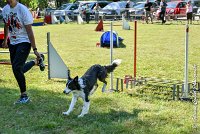 016 LE JOCKER -17062017-ATE 4364AGILITY 1 : 17 JUIN 2017, 2017, AGILITY 1, AGILITY L'ISLE ADAM 2017, D31, LE JOCKER