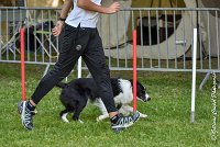 017 LE JOCKER -17062017-ATE 4365AGILITY 1 : 17 JUIN 2017, 2017, AGILITY 1, AGILITY L'ISLE ADAM 2017, D31, LE JOCKER