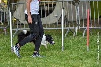 018 LE JOCKER -17062017-ATE 4366AGILITY 1 : 17 JUIN 2017, 2017, AGILITY 1, AGILITY L'ISLE ADAM 2017, D31, LE JOCKER