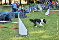 019 LE JOCKER -17062017-ATE 4370AGILITY 1 : 17 JUIN 2017, 2017, AGILITY 1, AGILITY L'ISLE ADAM 2017, D31, LE JOCKER