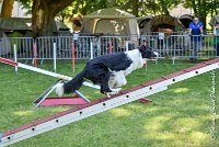 020 LE JOCKER -17062017-ATE 4371AGILITY 1 : 17 JUIN 2017, 2017, AGILITY 1, AGILITY L'ISLE ADAM 2017, D31, LE JOCKER