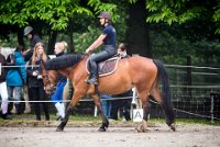 0003 Moussy le neuf  - CLAUDINE -6873 : 2016, 5 JUIN 2016, Claudine, JUMPING MOUSSY LE NEUF, SAUT D'OBSTACLE