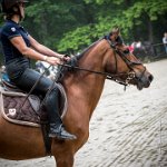 0026 Moussy le neuf  - CLAUDINE -6897 : 2016, 5 JUIN 2016, Claudine, JUMPING MOUSSY LE NEUF, SAUT D'OBSTACLE