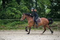 0020 Moussy le neuf  - CAV16 -7327 : 2016, 5 JUIN 2016, CAV16, JUMPING MOUSSY LE NEUF, SAUT D'OBSTACLE