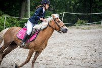 0024 Moussy le neuf  - CASSANDRE -7367 : 2016, 5 JUIN 2016, Cassandre, JUMPING MOUSSY LE NEUF, SAUT D'OBSTACLE