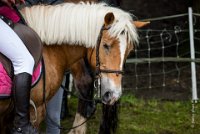 0047 Moussy le neuf  - CASSANDRE -7389 : 2016, 5 JUIN 2016, Cassandre, JUMPING MOUSSY LE NEUF, SAUT D'OBSTACLE